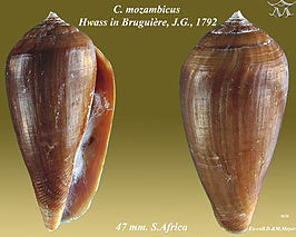 Conus mozambicus mozambicus