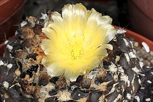 Copiapoa humilis subsp.  tenuissima