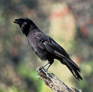 Hawaiian crow Species of bird in the crow family