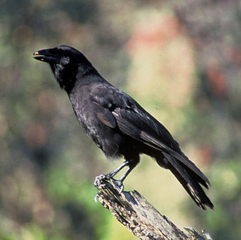 The ʻalalā or Hawaiian crow (Corvus hawaiiensis) is a bird in the crow family. It is extinct in the wild, with plans to reintroduce the species into the Hakalau Forest National Wildlife Refuge.