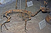 Fossilized skeleton of the Miocene pronghorn-relative Cosoryx Cosoryx furcatus pronghorn.jpg