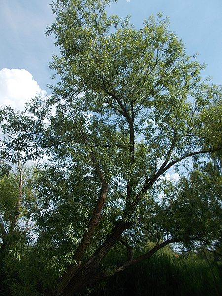 File:Crack willow, 2016 Summer, Gyömrő, Pest County, Hungary.jpg