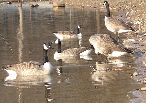 A flock of Canada geese at Craighead Forest Park