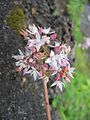 Crassula multicava - Blüte