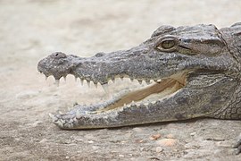 Un crocodile dans le jardin botanique Jakeville à Tori au Bénin. Juillet 2022.