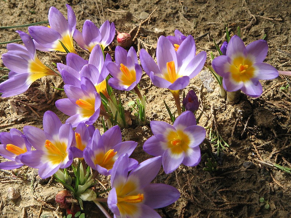 960px-Crocus_sieberi_Tricolor08.jpg