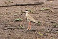 * Nomination Crowned lapwing (Vanellus coronatus) in Zulu Nyala Game Reserve, South Africa --Bgag 00:13, 8 October 2018 (UTC) * Promotion Small, but it seems ok for me, Tournasol7 04:01, 8 October 2018 (UTC)