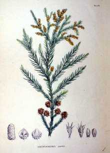 Cryptomeria japonica SZ124.png 