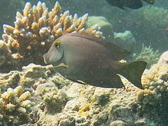 Spotted surgeonfish (Ctenochaetus strigosus)