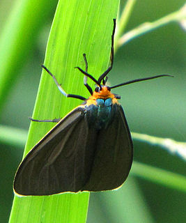 <i>Ctenucha virginica</i> species of insect