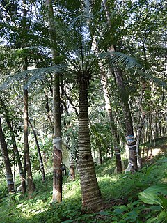 <i>Cycas circinalis</i> Species of cycad