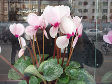 Cyclamen des fleuristes