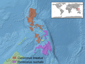 Cyclocorus sp. distribution.png