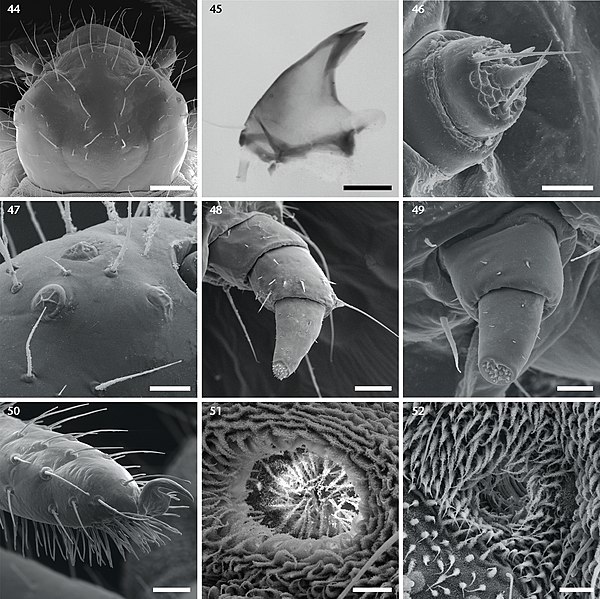 File:Cycloneda sanguinea (10.3897-zoologia.38.e64154) Figures 44–52.jpg