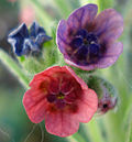 Miniatura para Cynoglossum officinale