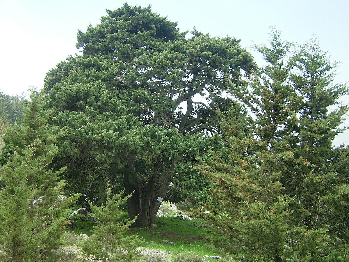 cyprus tree with shrubs