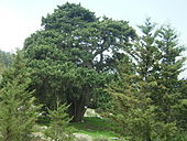 A living Cupressus, or cypress tree Cypress Halefka.JPG