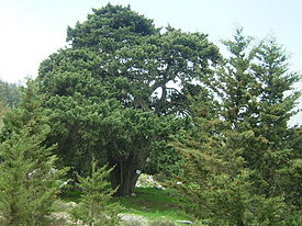 Cypress evergreen, vista general de una planta adulta, la isla de Chipre