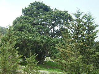 <i>Cupressus</i> Several genera of evergreen conifers