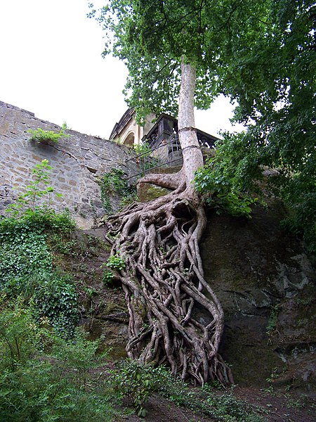 File:Děčín, kořeny na skále Růžové zahrady.jpg