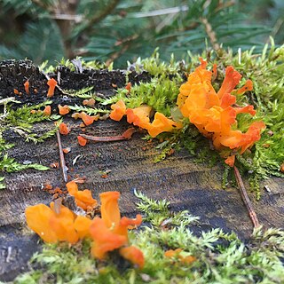 <i>Dacrymyces palmatus</i> Species of fungus