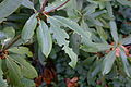 Damage by Black Vine Weevil on a Rhododendron