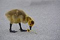* Nomination A Canada gosling eating a dandelion. By User:K6ka --1989 17:38, 22 May 2020 (UTC) * Promotion  Oppose Not sharp enough --Michielverbeek 18:03, 22 May 2020 (UTC)  Support very good view, for me sharp enough.--Wikisympathisant 17:10, 23 May 2020 (UTC) Sorry, I realize I have been to too critical so I change to  Neutral and one support is a possible promotion --Michielverbeek 07:20, 24 May 2020 (UTC)this
