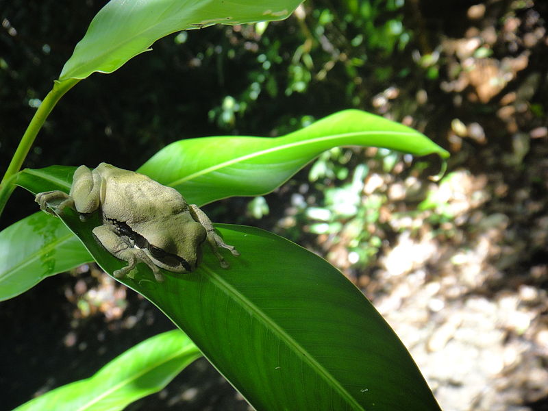 File:Daytime photo of a masked tree frog in Manuel Antonio National Park, Costa Rica, probably Smilisca phaeota, June 2013.JPG