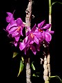 Dendrobium glomeratum