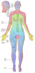 Dermatomes labeled, female front 3d-shaded