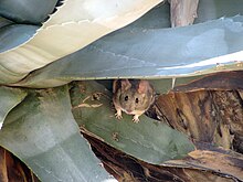 Desert woodrat in a century plant Desert Packrat (Neotoma lepida) in a Century Plant (Agave americana).JPG