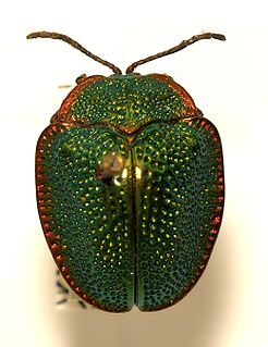<i>Polychalca</i> Genus of beetles