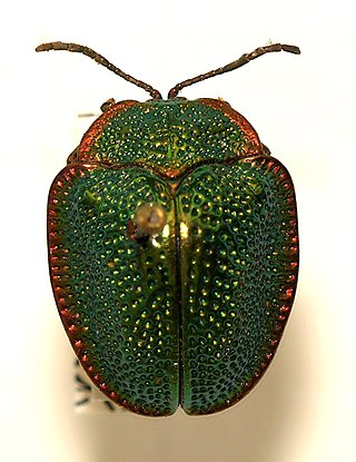 <i>Polychalca punctatissima</i> Species of beetle