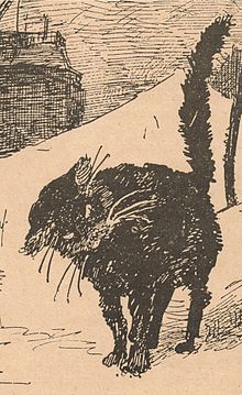 Le chat noir : tour d'horizon des croyances et superstitions