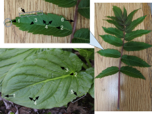 Top and right: staghorn sumac, Rhus typhina (compound leaf)
Bottom: skunk cabbage, Symplocarpus foetidus (simple leaf)
Apex
Primary vein
Secondary vein
Lamina
Leaf margin
Petiole Diagramed parts of leaves.svg