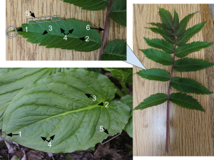 Daun: Morfologi, Tipe daun, Fungsi