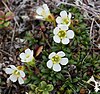 Diapensia lapponica