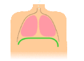 Respiração diafragmática: o diafragma está representado em verde e os pulmões, em rosa