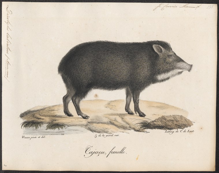 File:Dicotyles labiatus - 1700-1880 - Print - Iconographia Zoologica - Special Collections University of Amsterdam - UBA01 IZ21900217.tif