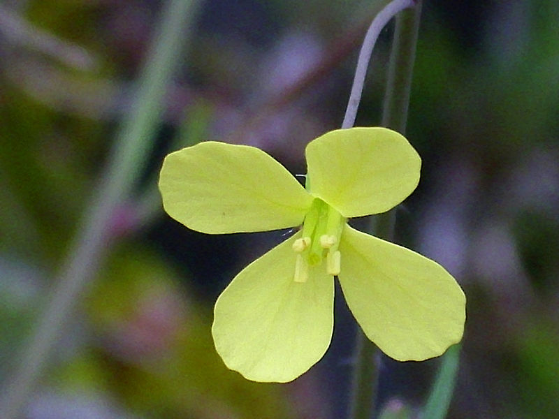 File:Diplotaxis tenuifolia Enfoque 2010-3-21 SierraMadrona.jpg