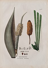 Diplothemium I. II. candensis. III. maritimum