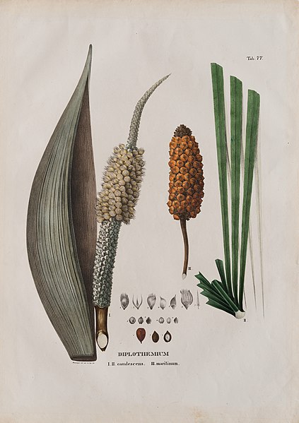 File:Diplothemium I. II. candensis. III. maritimum, da Coleção Brasiliana Iconográfica.jpg