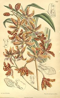 <i>Dipodium pictum</i> Species of orchid