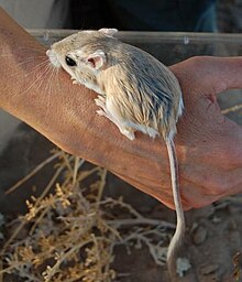 Merriam's kangaroo rat
(Dipodomys merriami) Dipodomys merriami.JPG