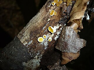 <i>Ditiola</i> Genus of fungi