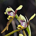 Diuris tricolor