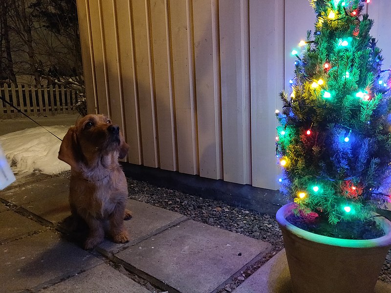 File:Dog looking at christmas tree 01.jpg