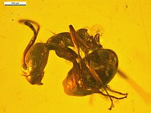 نمایه Dolichoderus nanus FANTWEB00011 left.jpg