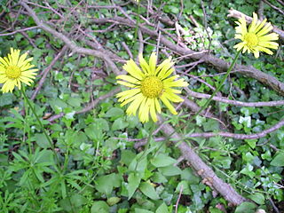 <i>Doronicum</i> Genus of flowering plants in the daisy family Asteraceae