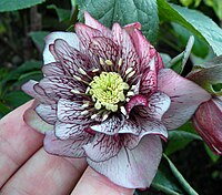 Helleborus × hybridus